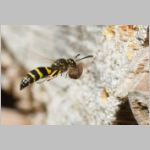 Ancistrocerus nigricornis - Lehmwespe 22c am IH beim Lehm einbringen.jpg